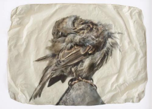 Preening Sparrow by Pete Zaluzec