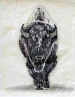Snow Bison by Pete Zaluzec