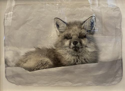 Little Fox by Pete Zaluzec