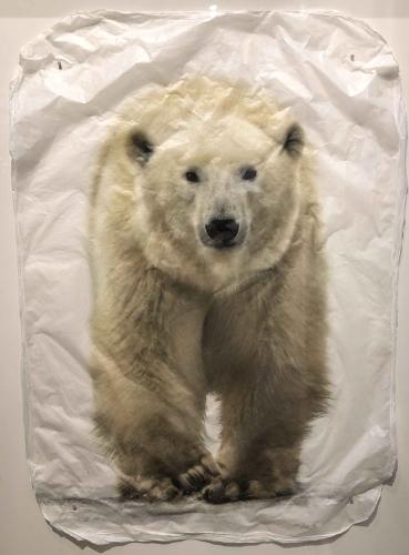 Polar Bear by Pete Zaluzec