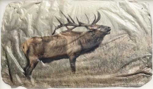 Elk Bugle by Pete Zaluzec
