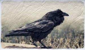 Raven Norris by Pete Zaluzec