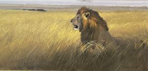 Lion by Michael Coleman